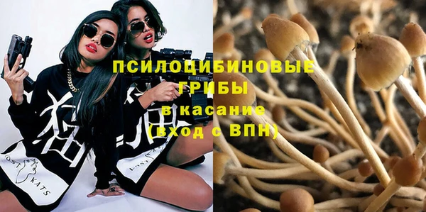 сатива Новокубанск